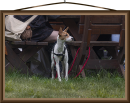 Biergartenbesucher mit Hund